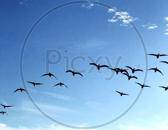 Beautiful birds fly animal migration