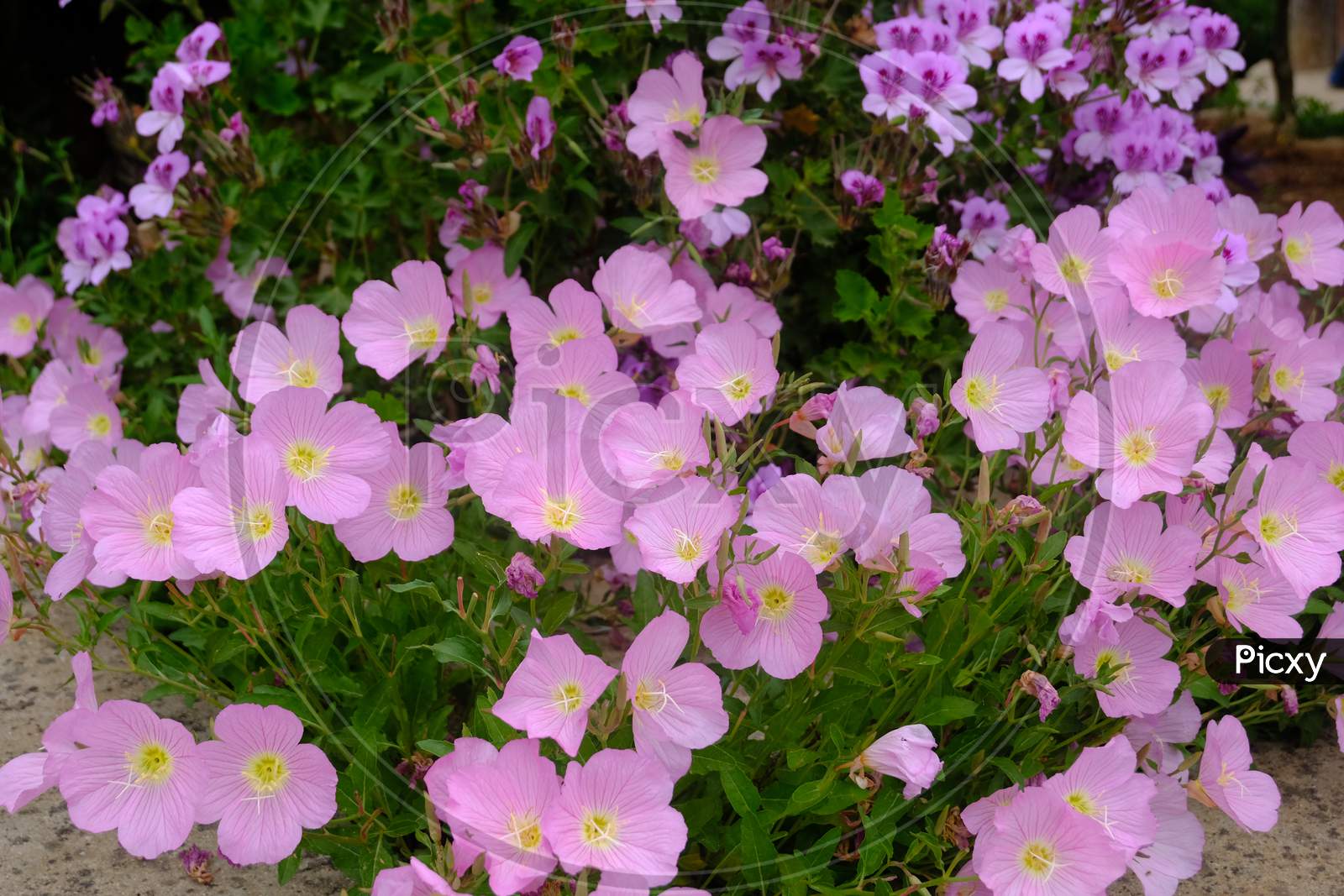 Bunch of pink summer flowers