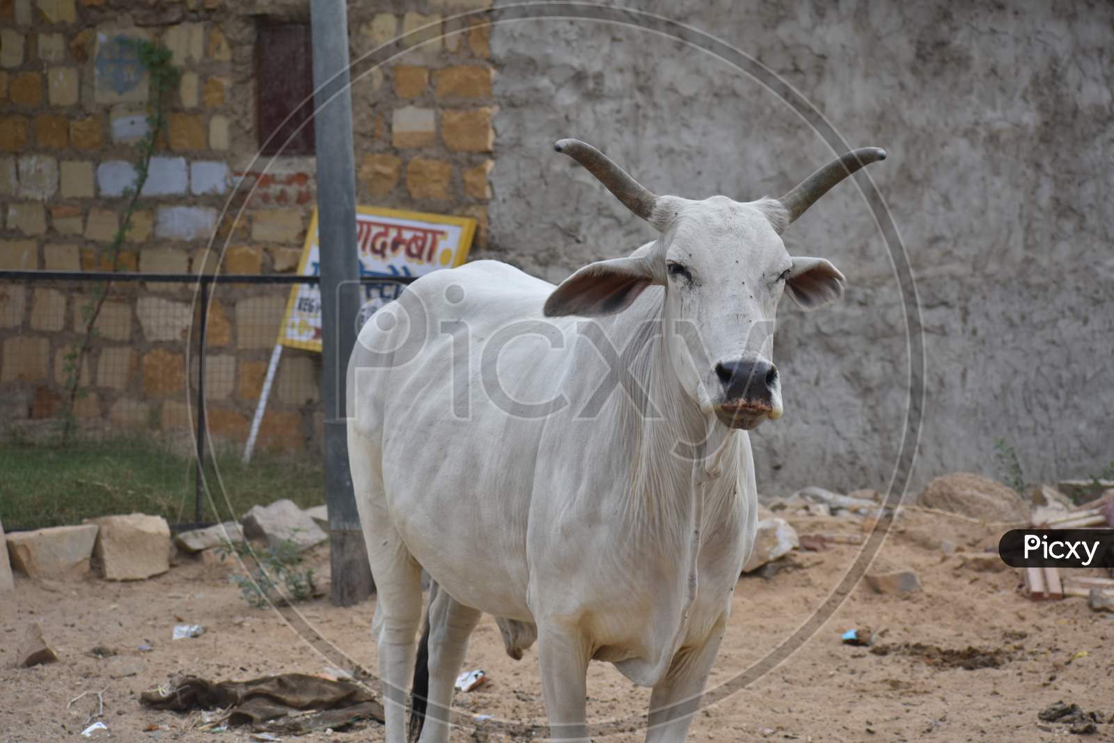 Cows Are Abundance On The Road Of Jaisalmer