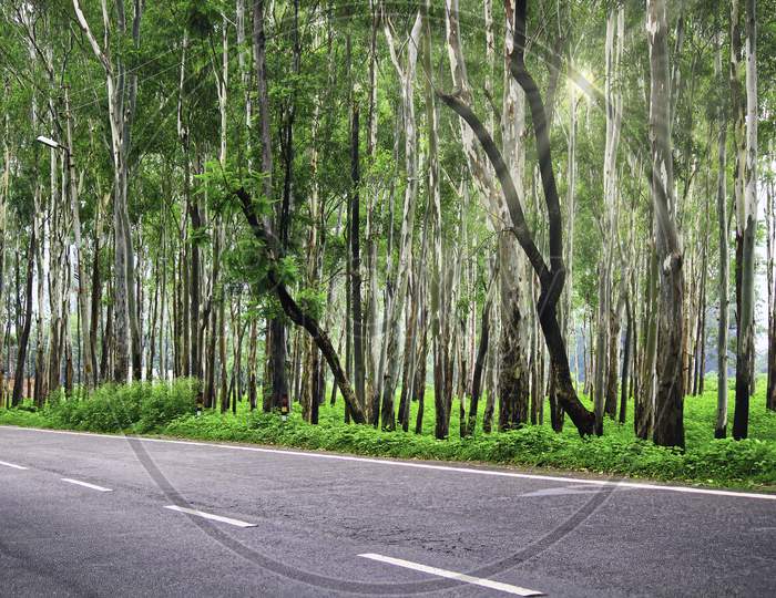 A Dramatic Scenic View Of Concrete Road Before Forest And Sun Rays Penetrating Through Trees In North India