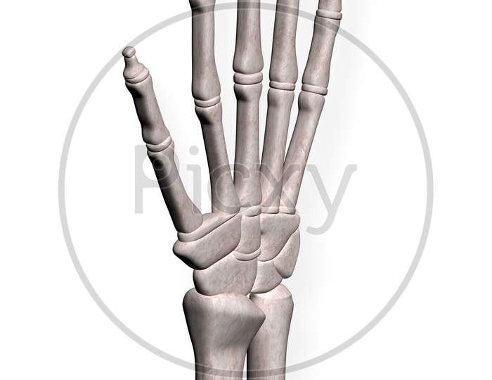Skeletal Hand