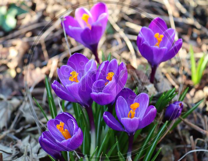 View At Magic Blooming Spring Flowers Crocus Sativus. Purple Crocus And Yellow Growing Outside.