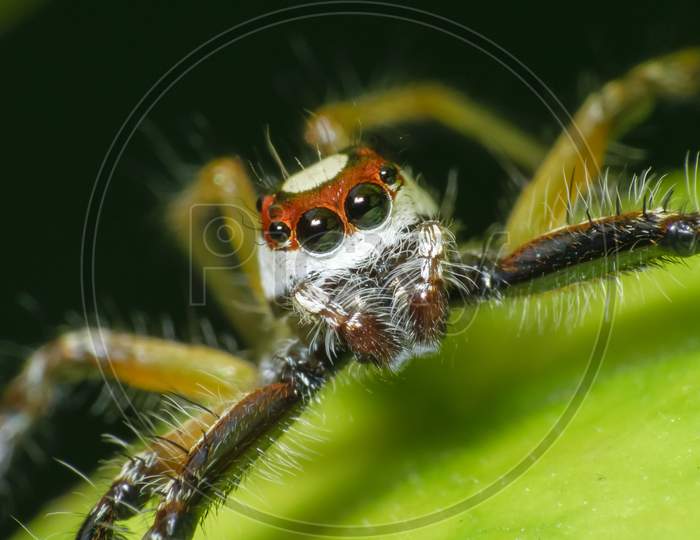 Close Up Macro Shot Of The Head Of A Jumping Spider