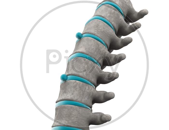 3D Part Of Spine Isolated White Background