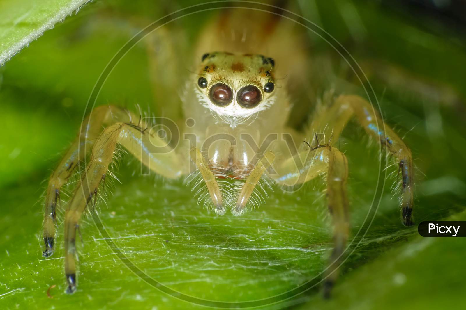 Ultra Macro Shot Of A Yellow Jumping Spider With Webs In The Background