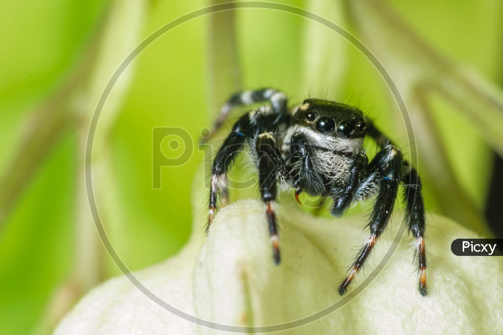 Black Jumping Spider Super Macro Shot