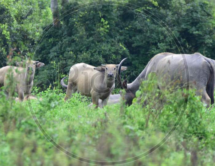 A Herd Of  Wild Buffalo Takes Shelter At A Highland In The Flood Affected Area Of Kaziranga National Park In Nagaon District In The Northeastern State Of Assam on June 28, 2020.