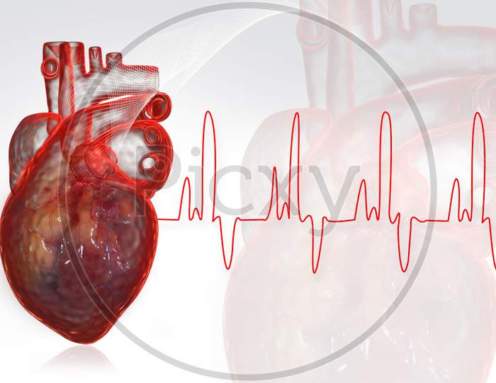Human Heart  With Ecg