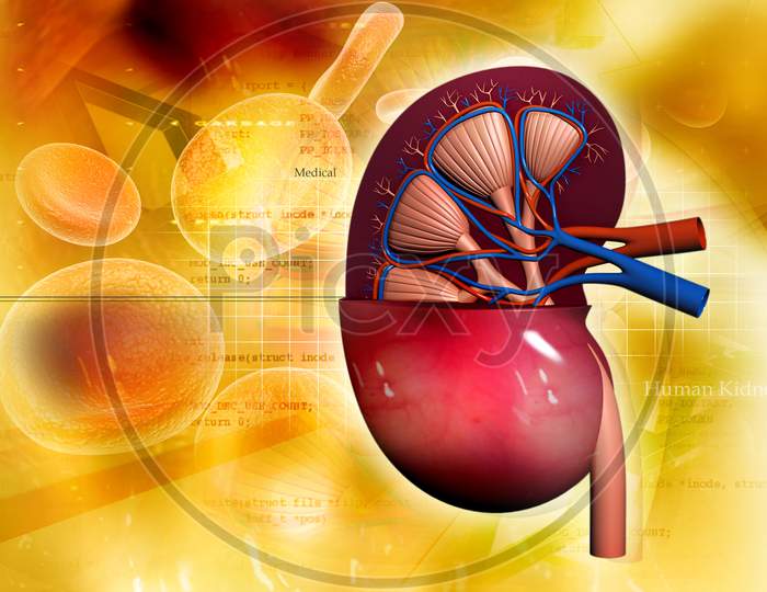 Human Kidney In Abstract Background