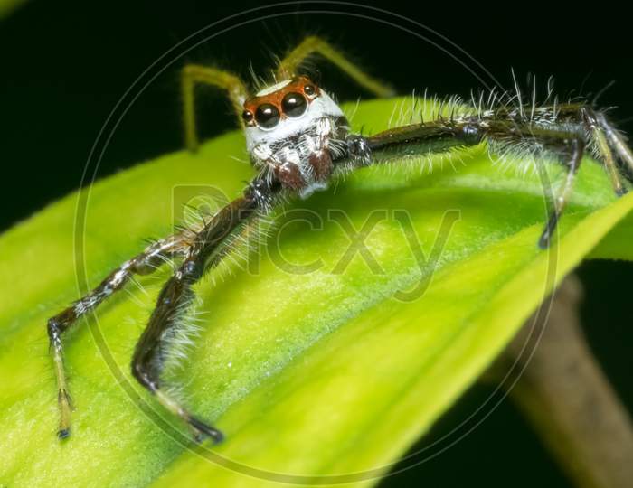 Close Up Macro Shot Of The Head Of A Jumping Spider Sitting On A Green Leaf