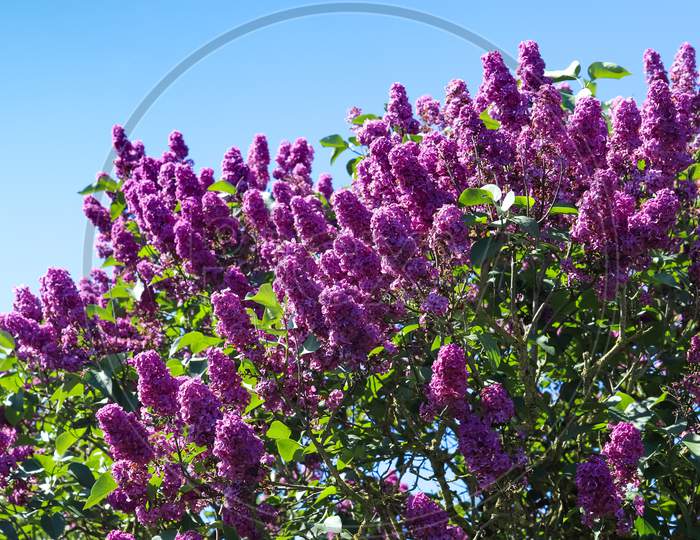 Lilac Tree Syringa Vulgaris In Front Of A Clear Blue Sky During Spring On A Sunny Day