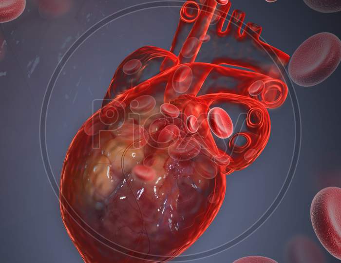Human Heart With Blood Cell