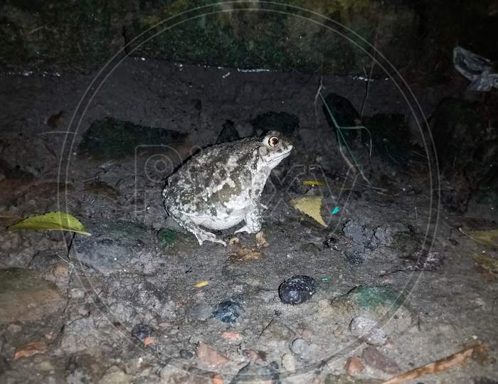 A Indian toad is pregnant
