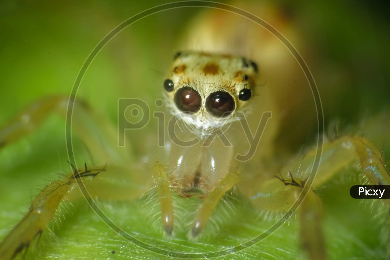 Ultra Macro Shot Of A Yellow Jumping Spider. Sitting On A Green Leaf