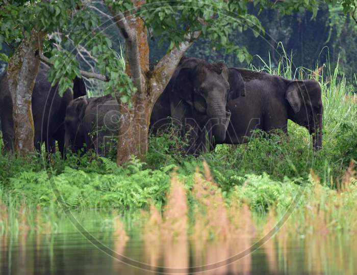 A Herd Of Elephant Takes Shelter At A Highland In The Flood Affected Area Of Kaziranga National Park In Nagaon District In The Northeastern State Of Assam on June 28,2020.