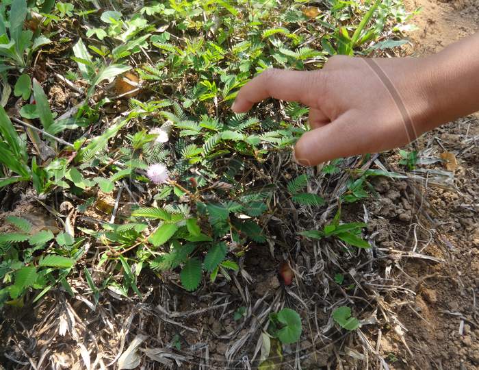 experiencing a touch me not, mimosa pudica