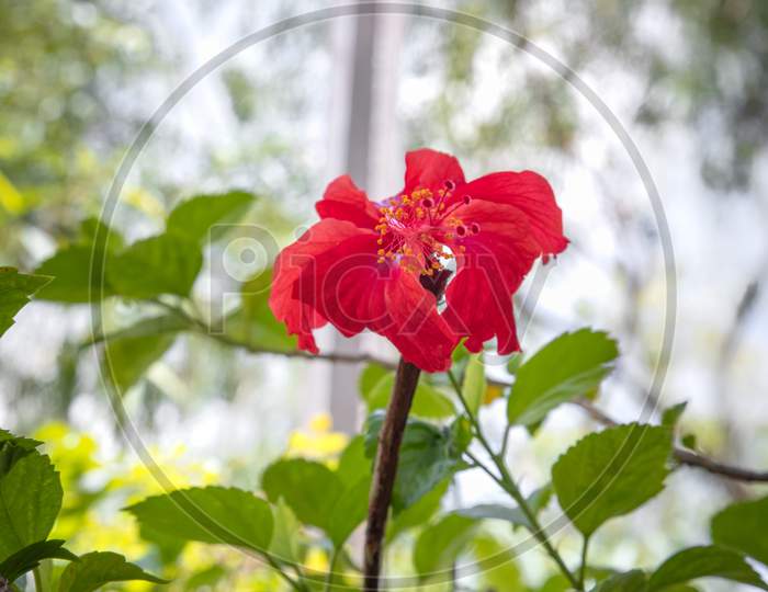 Hibiscus red flower plant captured at Gallery