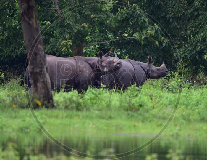:One-Horned Rhinos Take Shelter At A Highland In The Flood Affected Area Of Kaziranga National Park In Nagaon District In The Northeastern State Of Assam on June 28,2020.