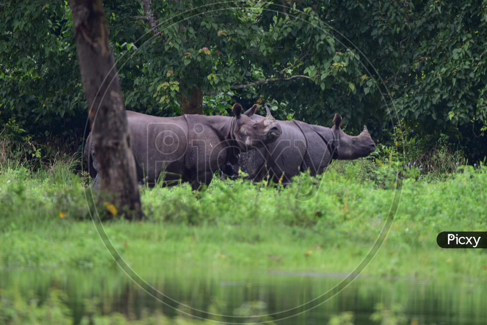 :One-Horned Rhinos Take Shelter At A Highland In The Flood Affected Area Of Kaziranga National Park In Nagaon District In The Northeastern State Of Assam on June 28,2020.