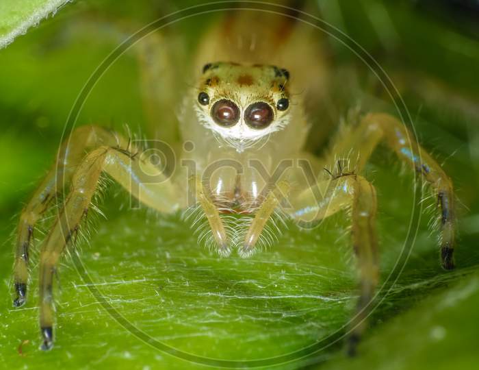 Ultra Macro Shot Of A Yellow Jumping Spider With Webs In The Background