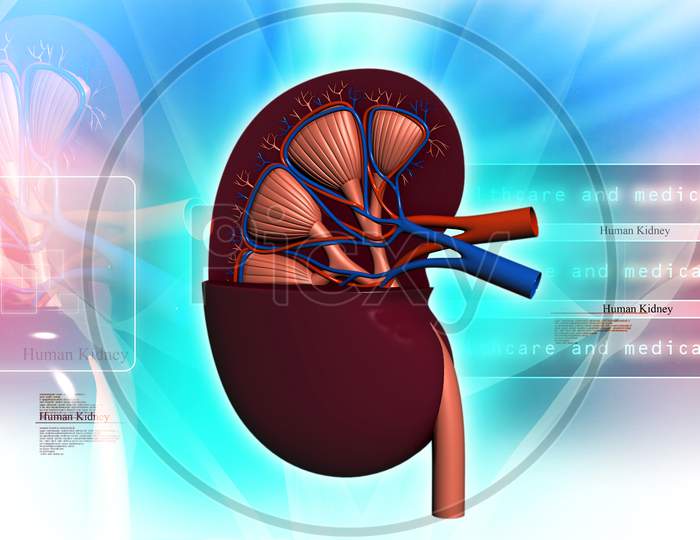 Human Kidney In Abstract Background