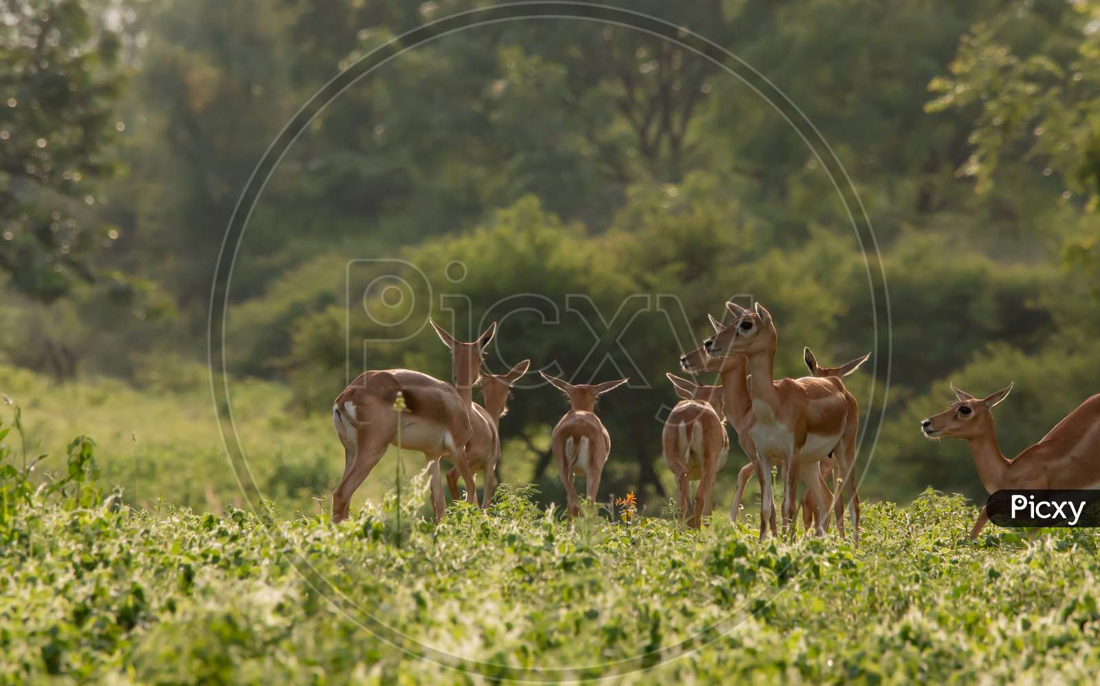 A Herd Of Female Black Bucks In Forest
