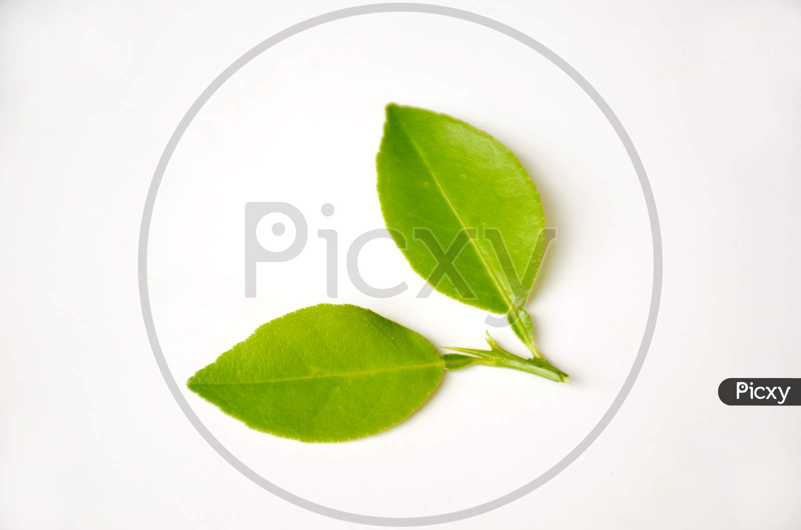 the pair of lime leaf isolated on white background.