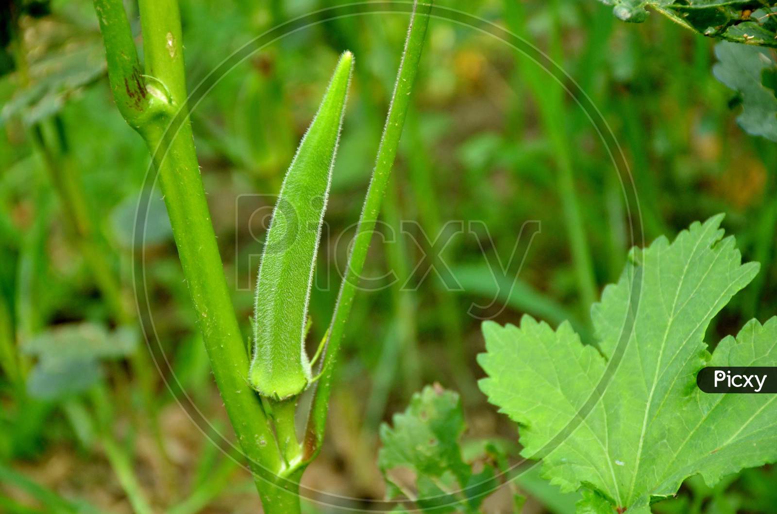 ripe ladyfinger with plant and leaves