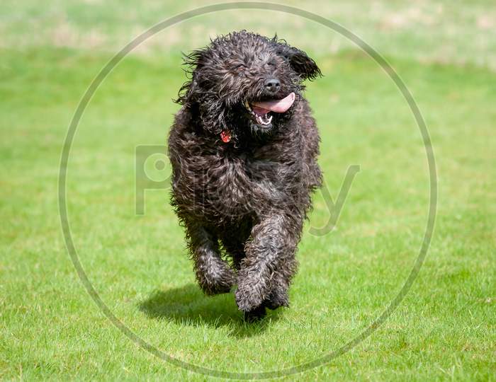 Black Labradoodle Dog Running Towards Camera With Its Tongue Sticking Out