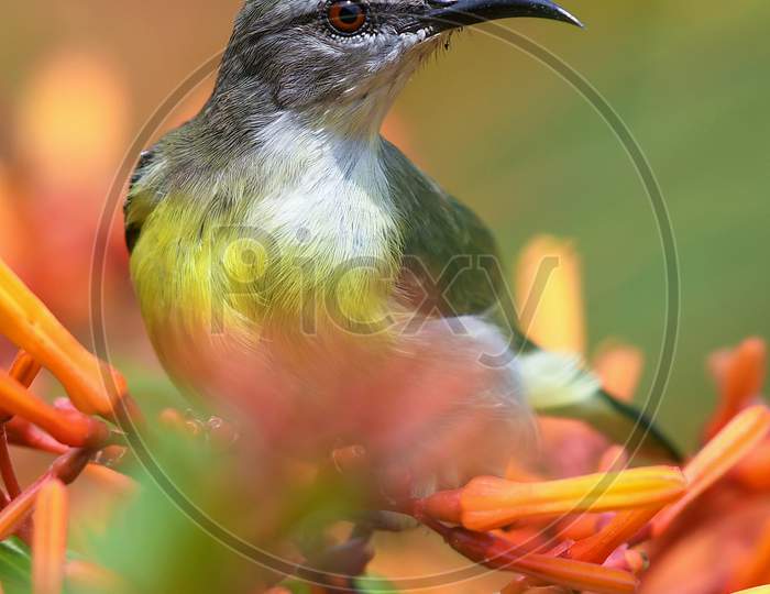 Very Colorful Shining Humming Bird Perched On A Flower Plant.