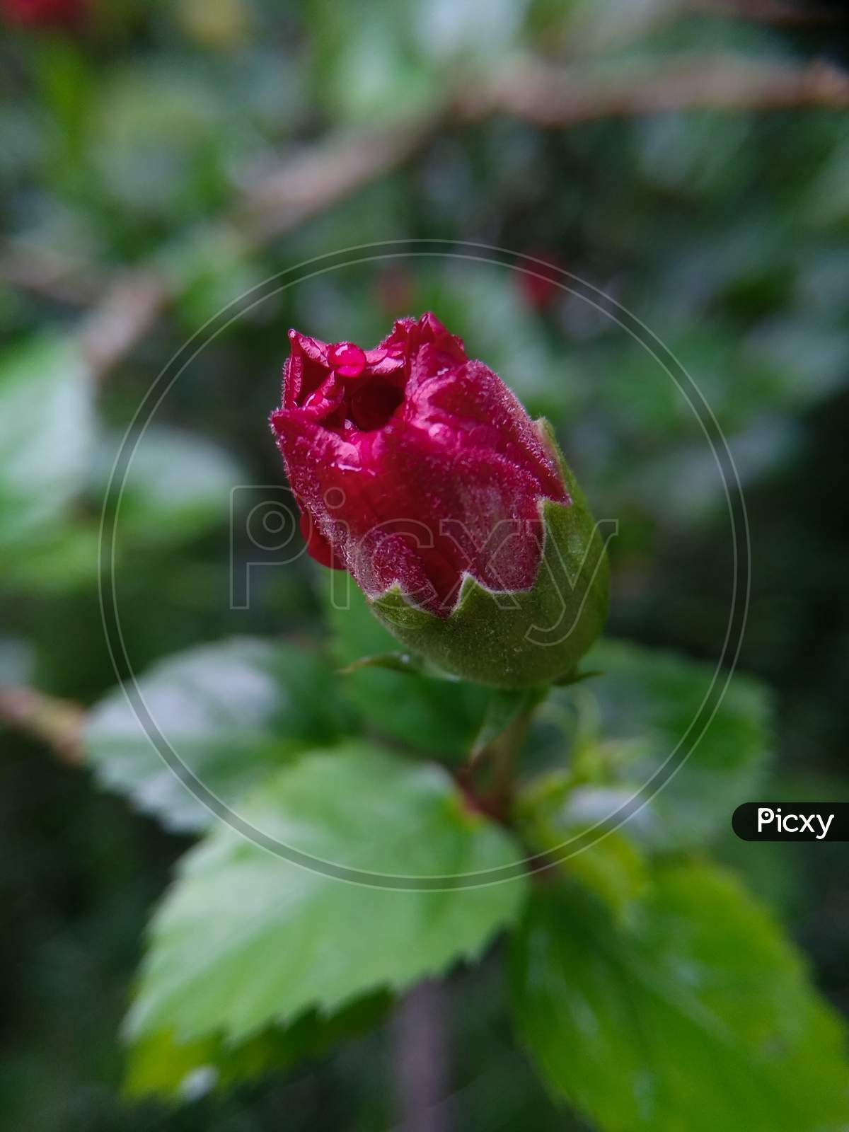 China rose flower