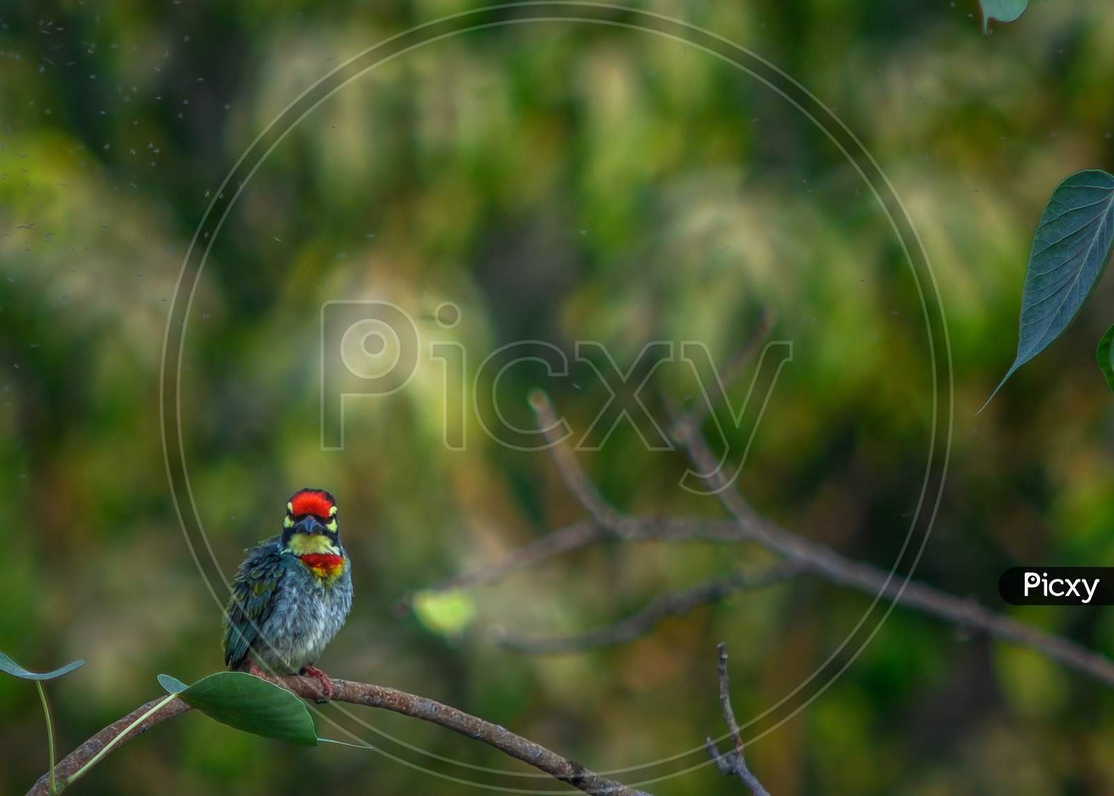 The Coppersmith Barbet or Crimson-breasted Barbet (Psilopogon haemacephalus perched on a branch near Bhandup, Mumbai.
