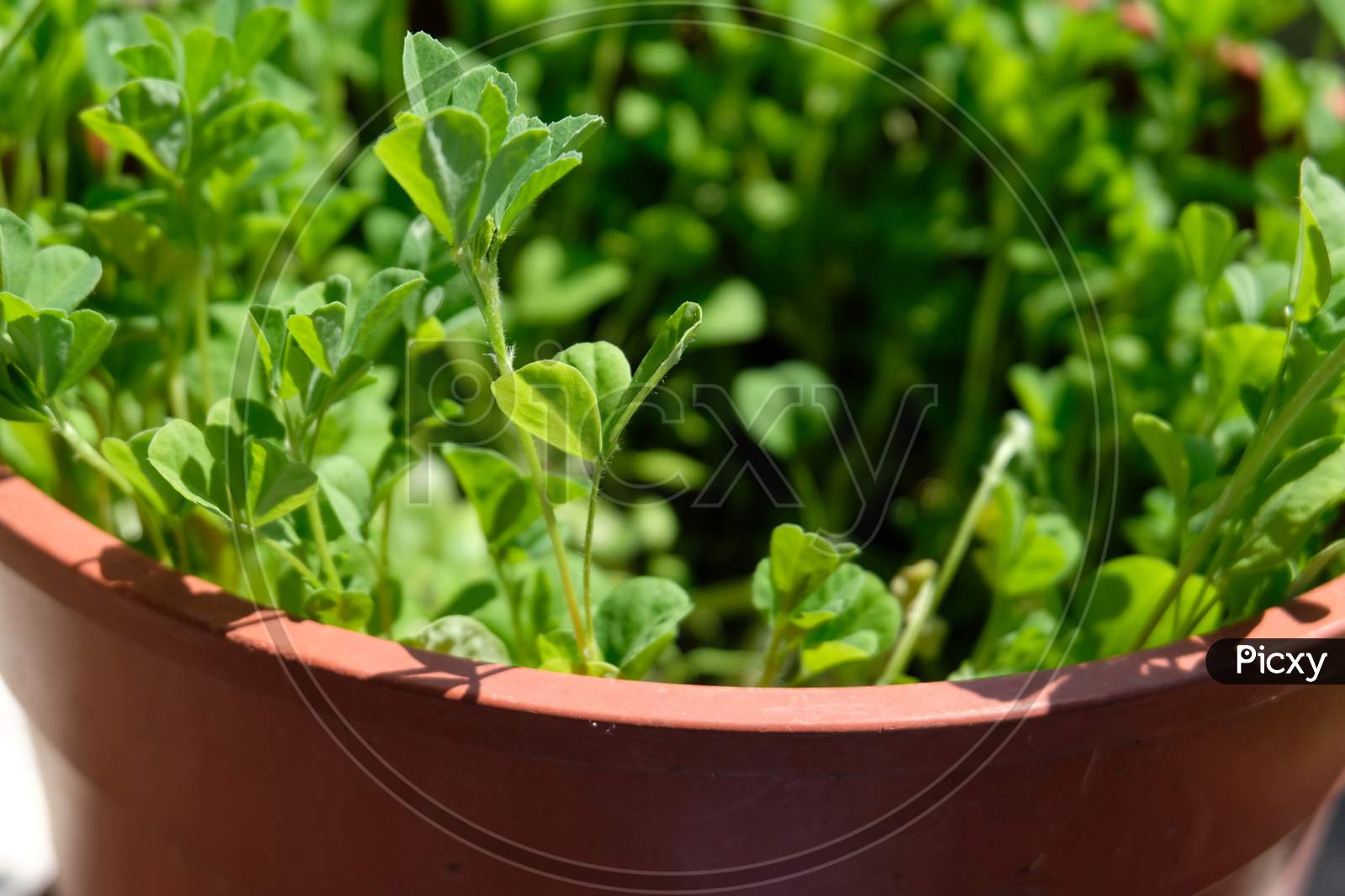 Fenugreek plants pictured with the pot.