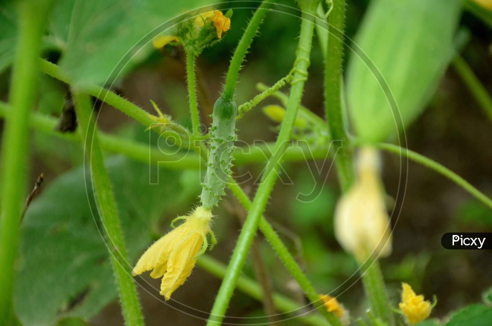 ripe cucumber on the vine with yellow flowers and leaves.