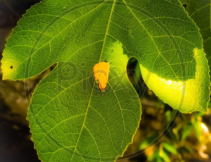A yellow butterfly sitting on a lush green fig tree leaf.