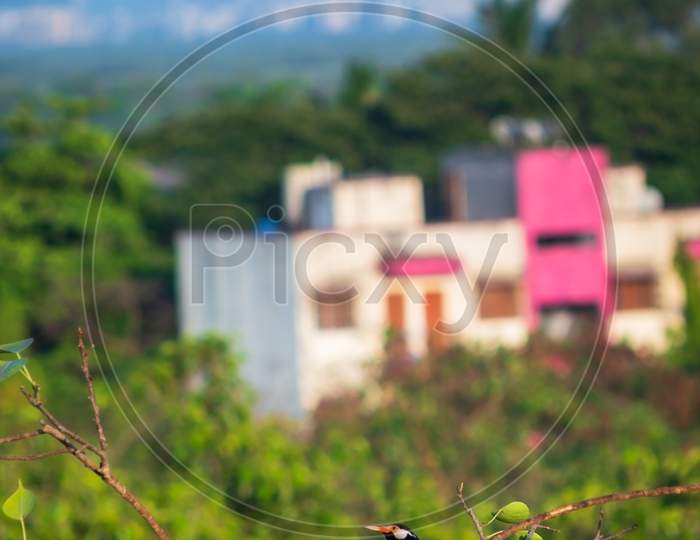 Asian Pied starling perched on a branch, New Mumbai in background