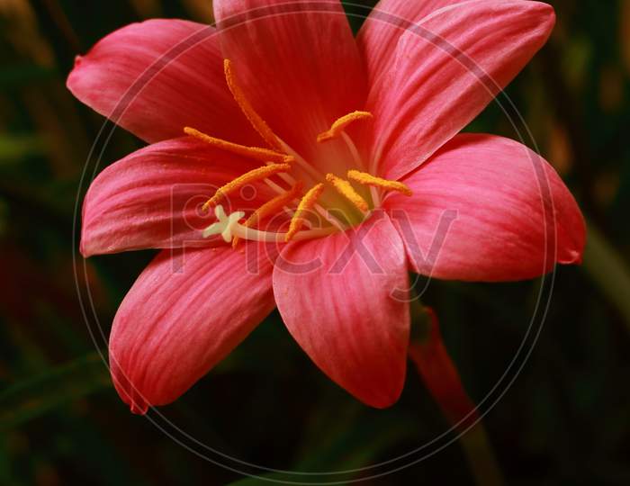 A red rain lily flower is blooming in the garden