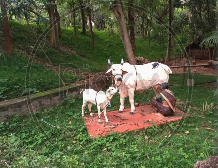 Outdoor sculptures of farm animals of cow calf and people in a folk art museum Janapada loka