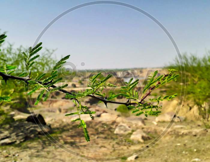 Closeup Of A Branch Of Thorny Bush Or Wild Plant View From Mountain