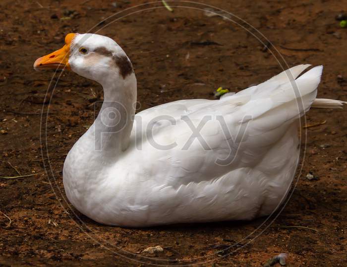 A White Indian Goose Sitting In A Park