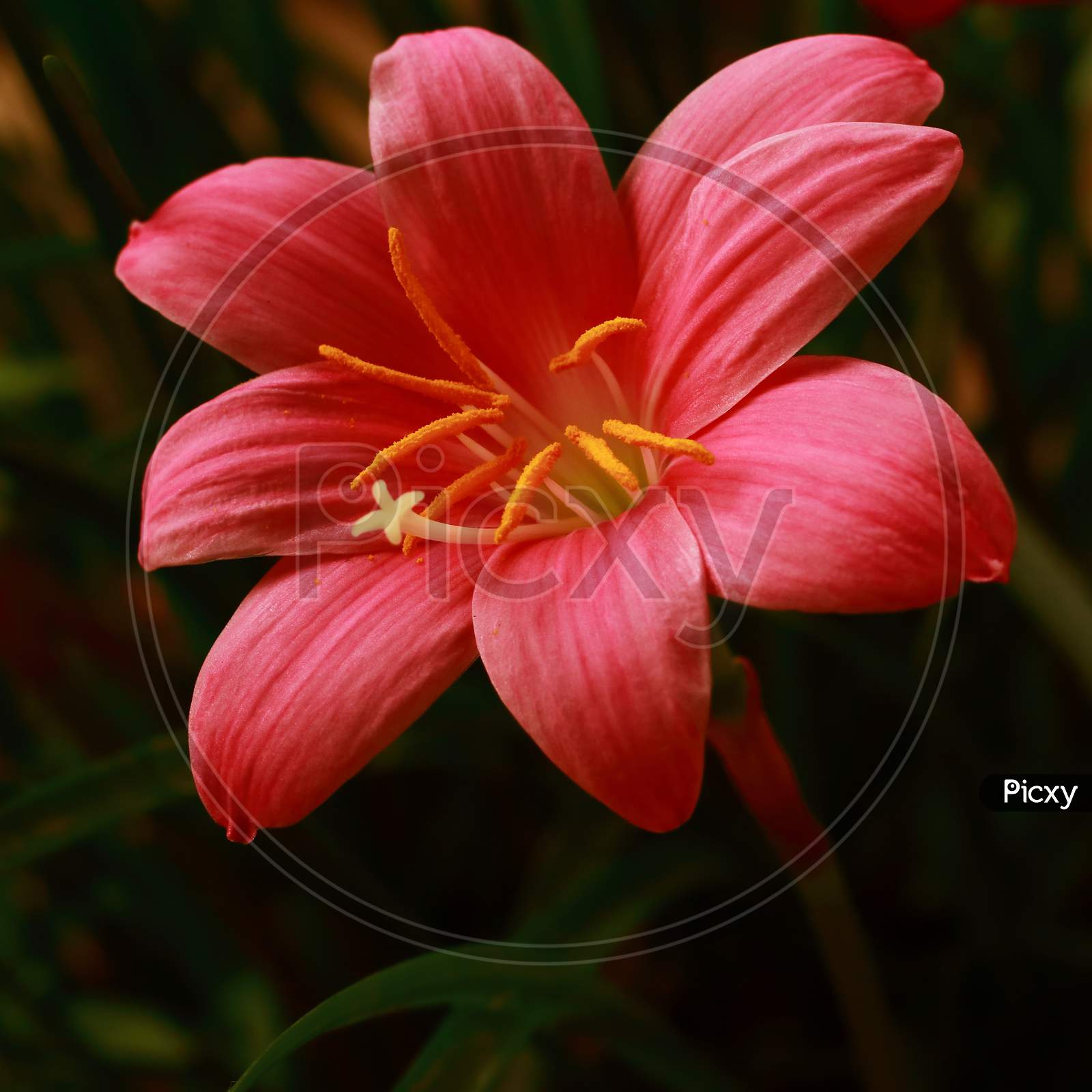 image-of-a-red-rain-lily-flower-is-blooming-in-the-garden-rh846011-picxy