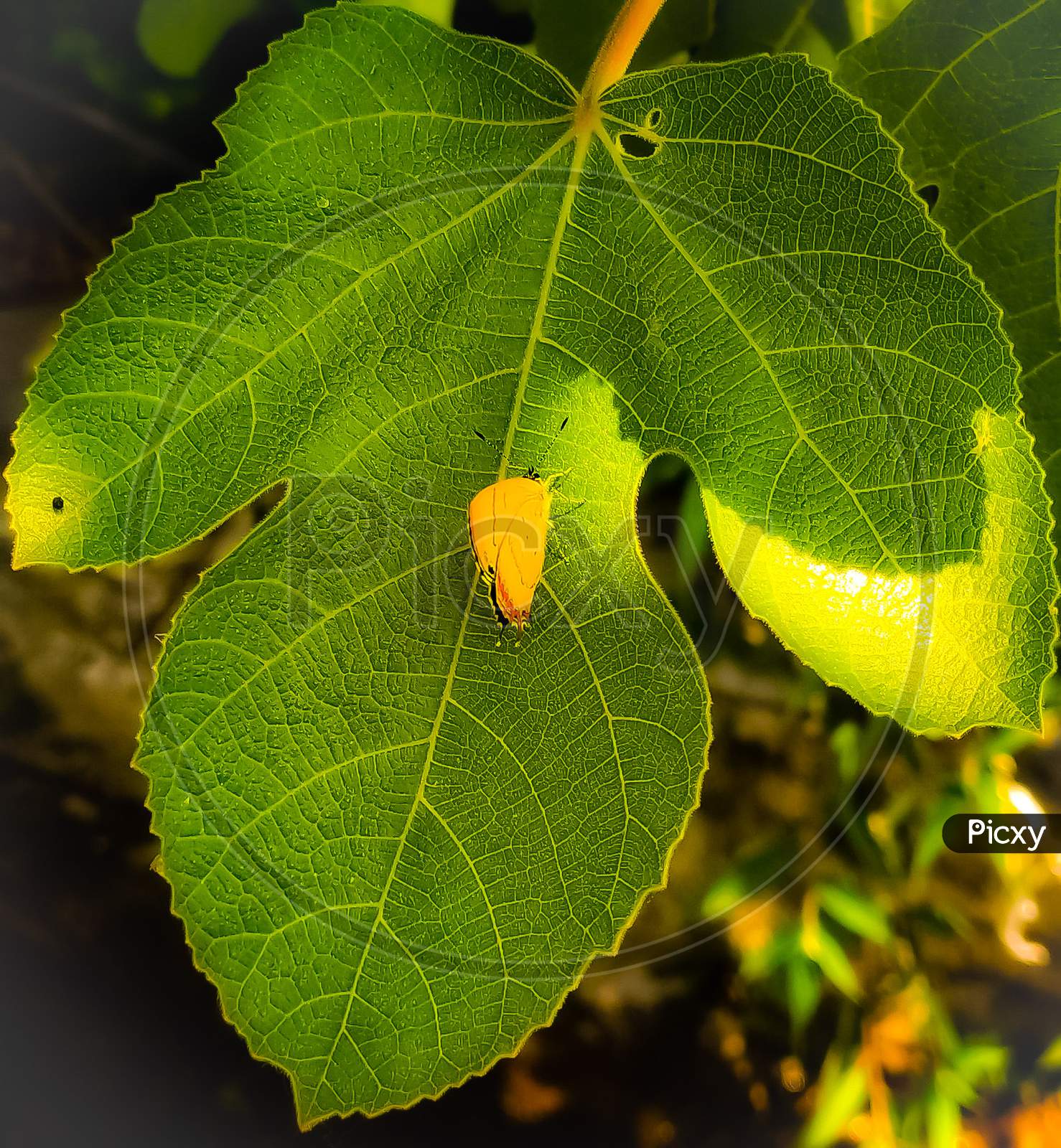 A yellow butterfly sitting on a lush green fig tree leaf.