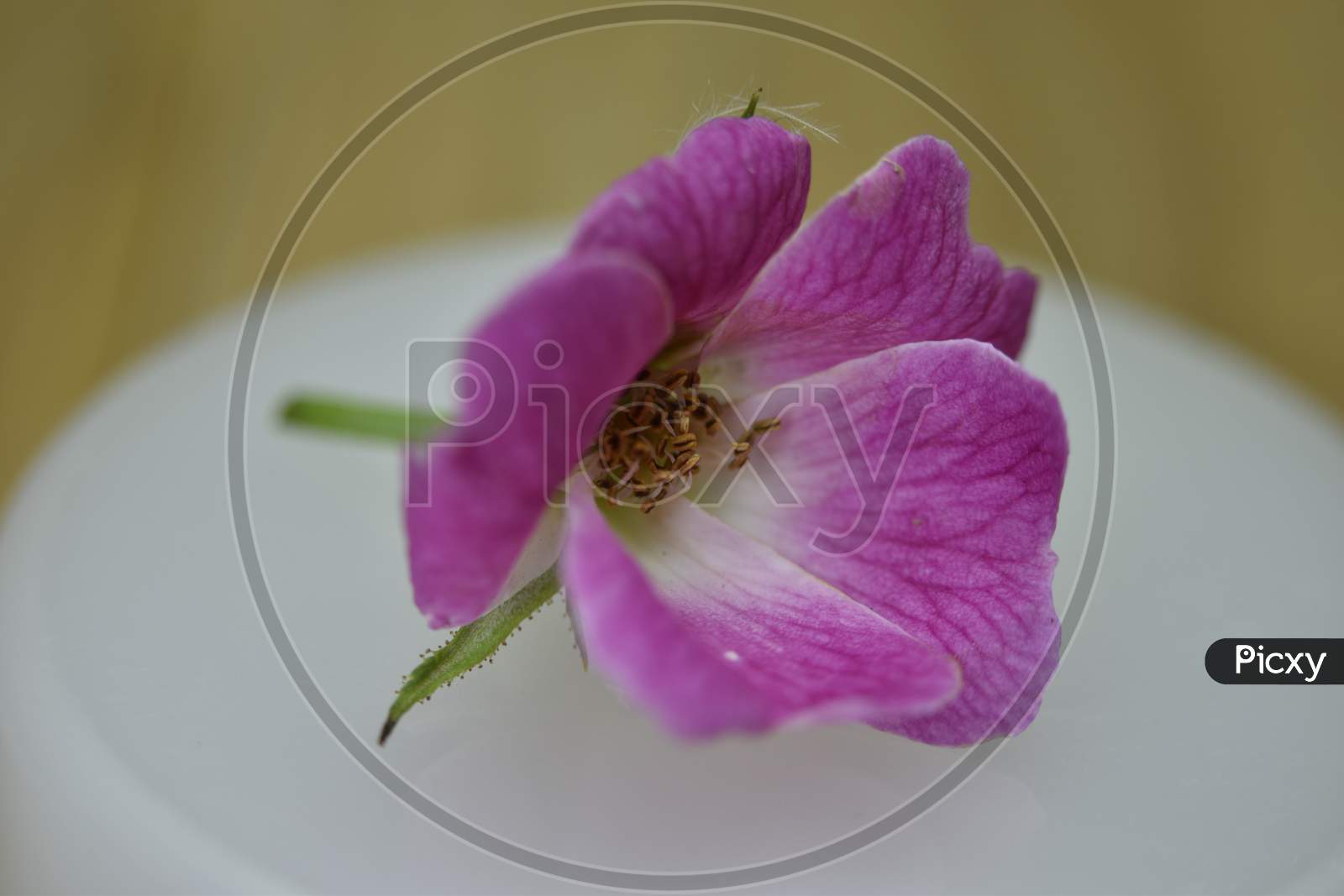 A Closeup Photograph Of A Pink Rose,