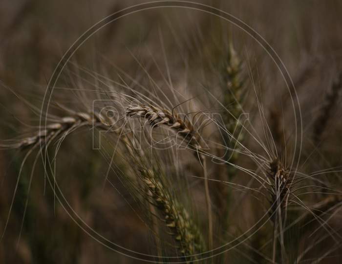 Close up of stalks of wheat in a field