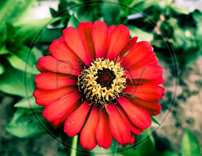 A beautiful crimson red Zinnia flower of perfect round shape.