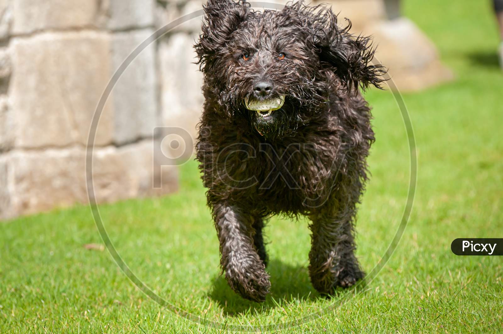 Black Labradoodle Dog Making Eye Contact While Running With A Ball In Its Mouth