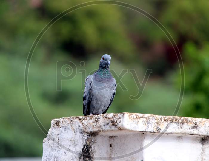 Pigeon on a ground or pavement in a city. Pigeon standing. Dove or pigeon