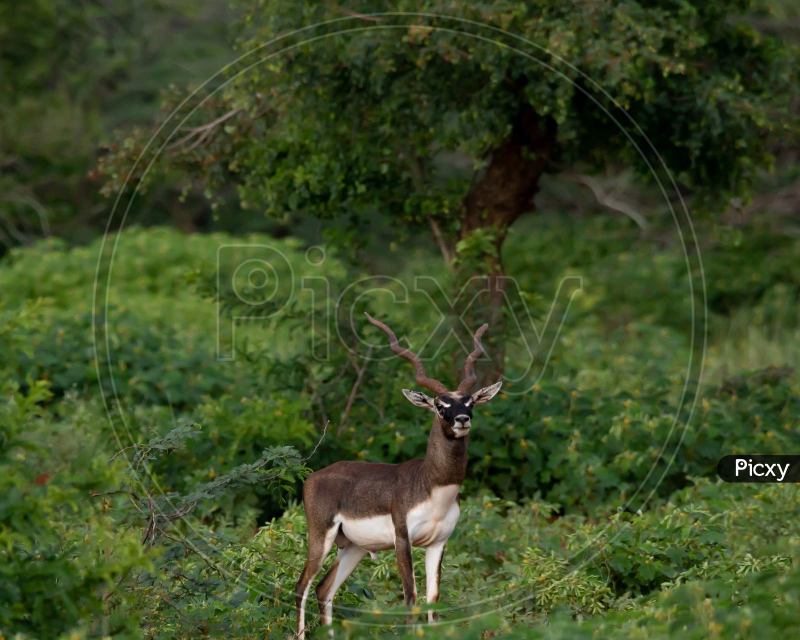 A Beautiful Male Black Buck In A Forest