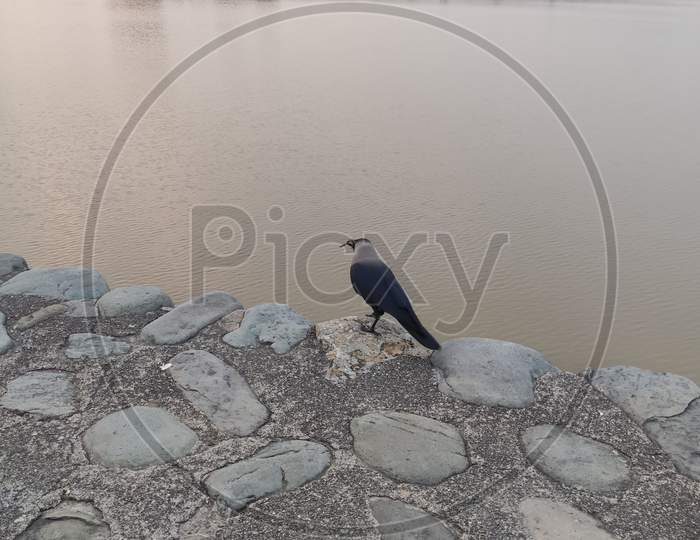 A crow sitting at the bank of lake Sukna, CHANDIGARH, India, in social distance from rest of the world.