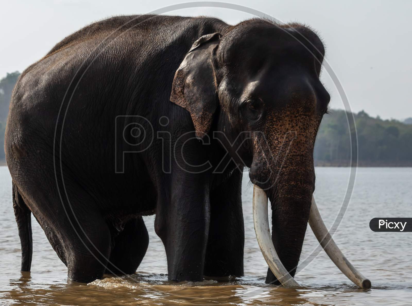 An Indian Elephant With Big Tusks